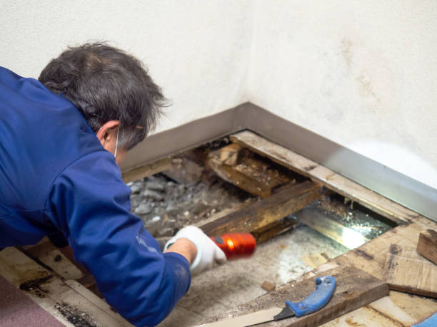 Best Health and Safety Mold Remediation in Valenti, NE