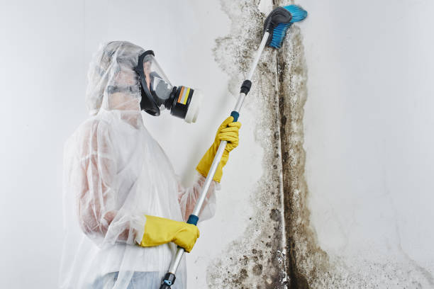 Reliable Valentine, NE Mold Remediation Solutions