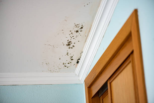 Best Residential Mold Remediation in Valenti, NE