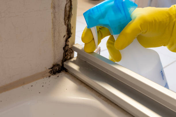 Best Emergency Mold Remediation in Valenti, NE