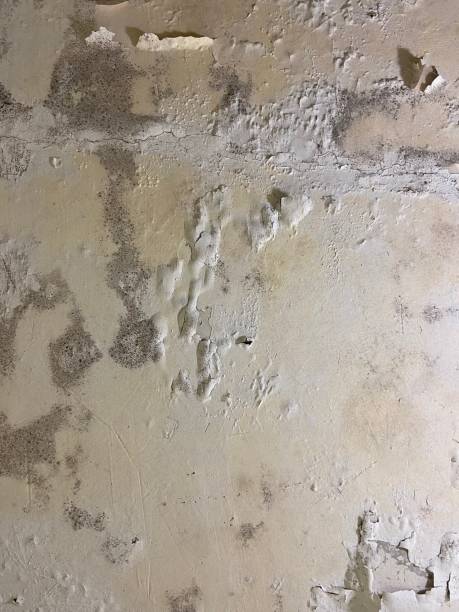 Best Post-Flood Mold Remediation in Valenti, NE