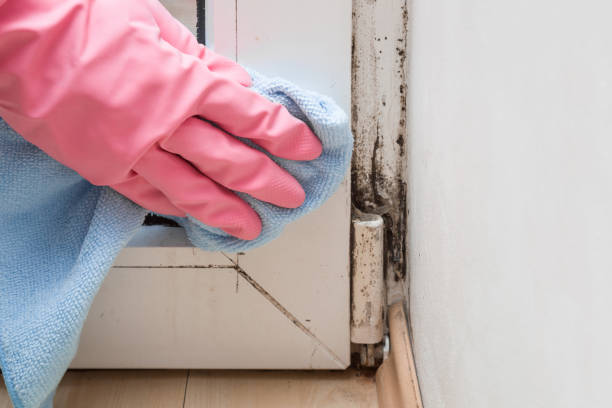 Best Black Mold Remediation in Valenti, NE