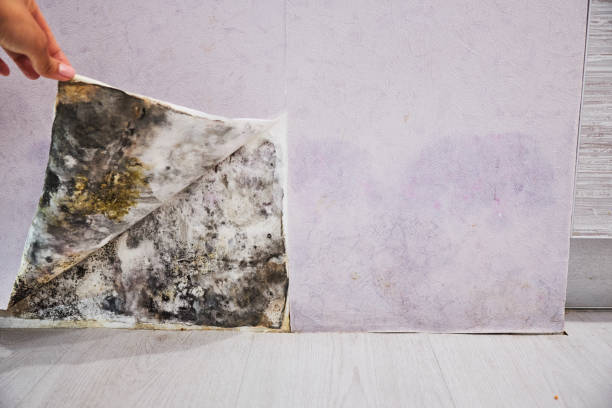 Best Residential Mold Remediation in Valenti, NE